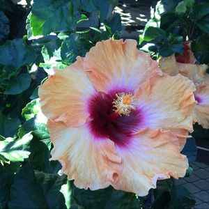 Meet your Posher, Kellie